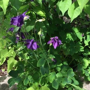 Meet your Posher, Chantal